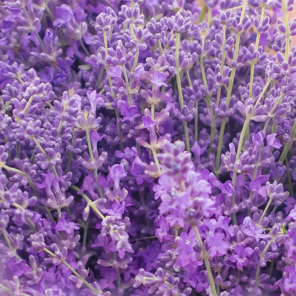 https://www.marketingmessages.com/wp-content/uploads/lavender-1.jpg
